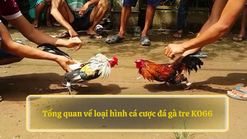 Tổng quan về loại hình cá cược đá gà tre GO99